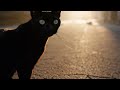 Sora作成:夕方の黒猫