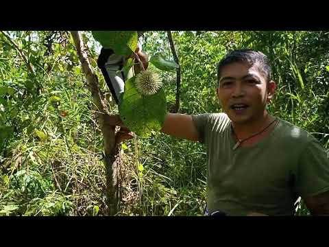 Video: Paano Makilala Ang Alder Mula Sa Aspen? Mga Pagkakaiba Sa Mga Dahon. Ano Ang Pagkakaiba Sa Pagitan Ng Kahoy? Ano Ang Hitsura Ng Mga Bunga Ng Mga Puno?