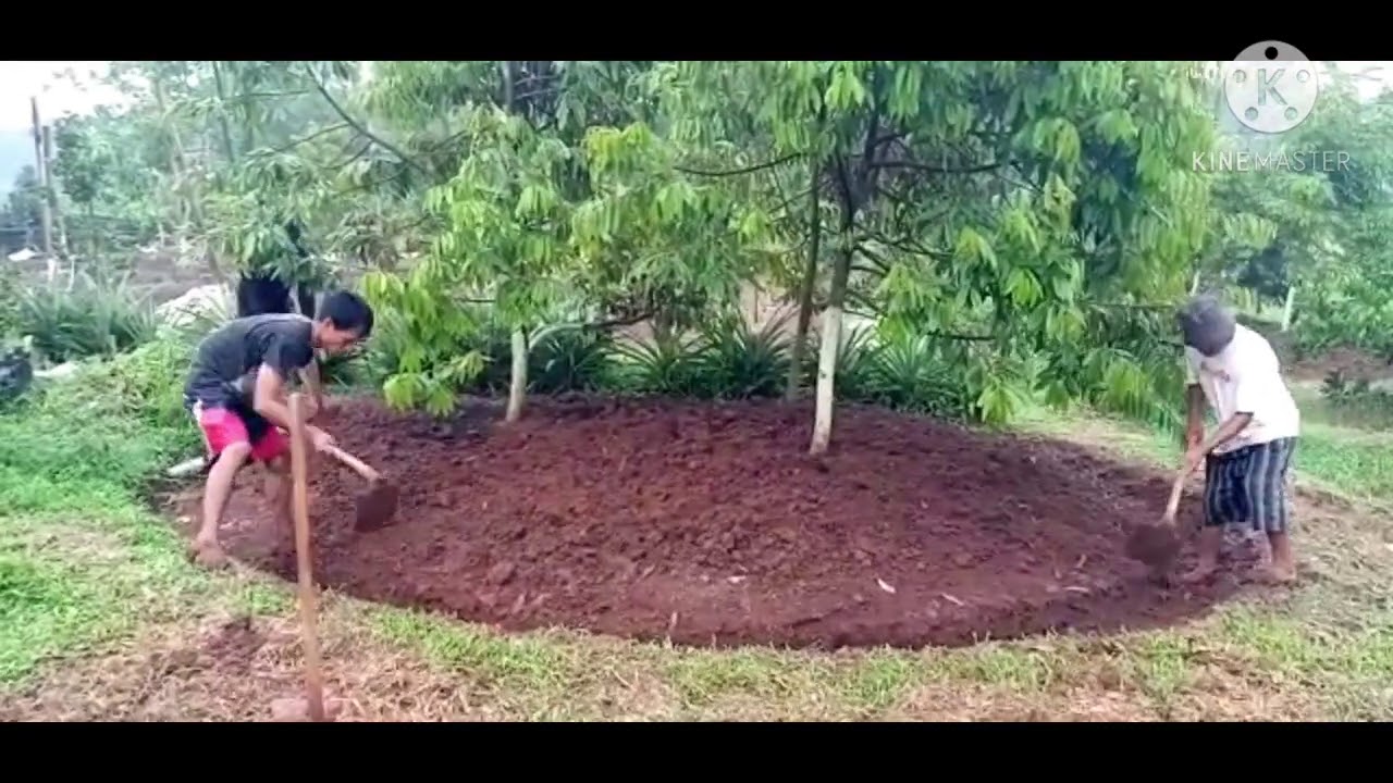 Rahasia Cara Saya Memupuk Durian Sistem Triple Tree Planting.