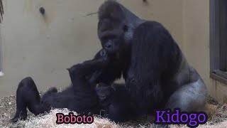 Silverback Kidogo training his son | Kidogo’s Family