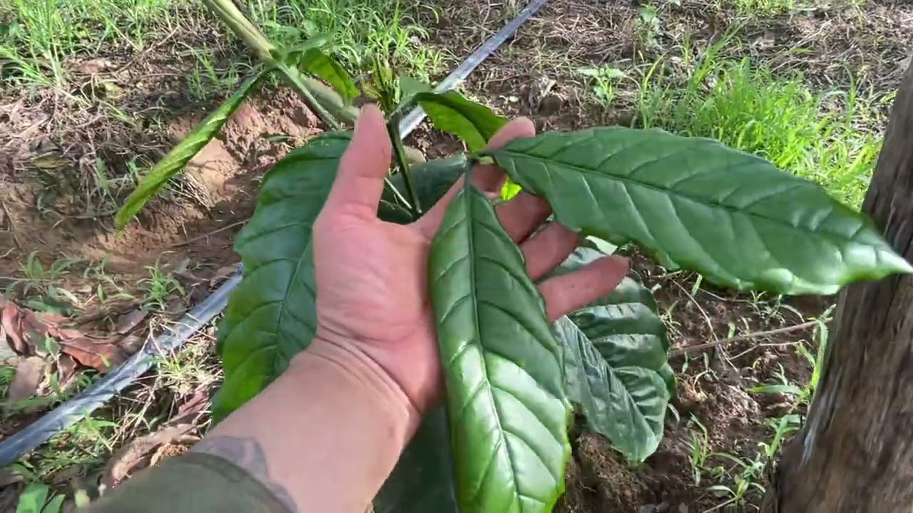 Cách chăm cây cà phê 1 tháng tuổi   