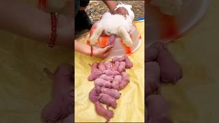 Rabbit Growth - Baby Bunny 1 To 21 Days