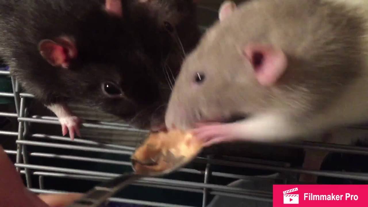 My rats eating peanut butter 🐀 YouTube