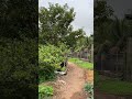 Vegetable garden in peaceful countryside