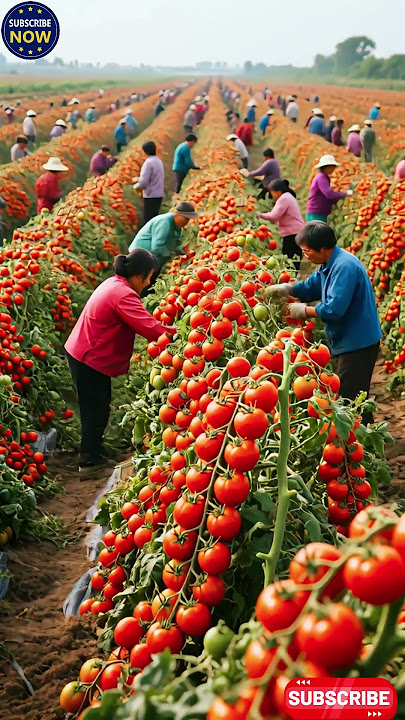 Farmer girls are picking red tomatoes from the garden #farming