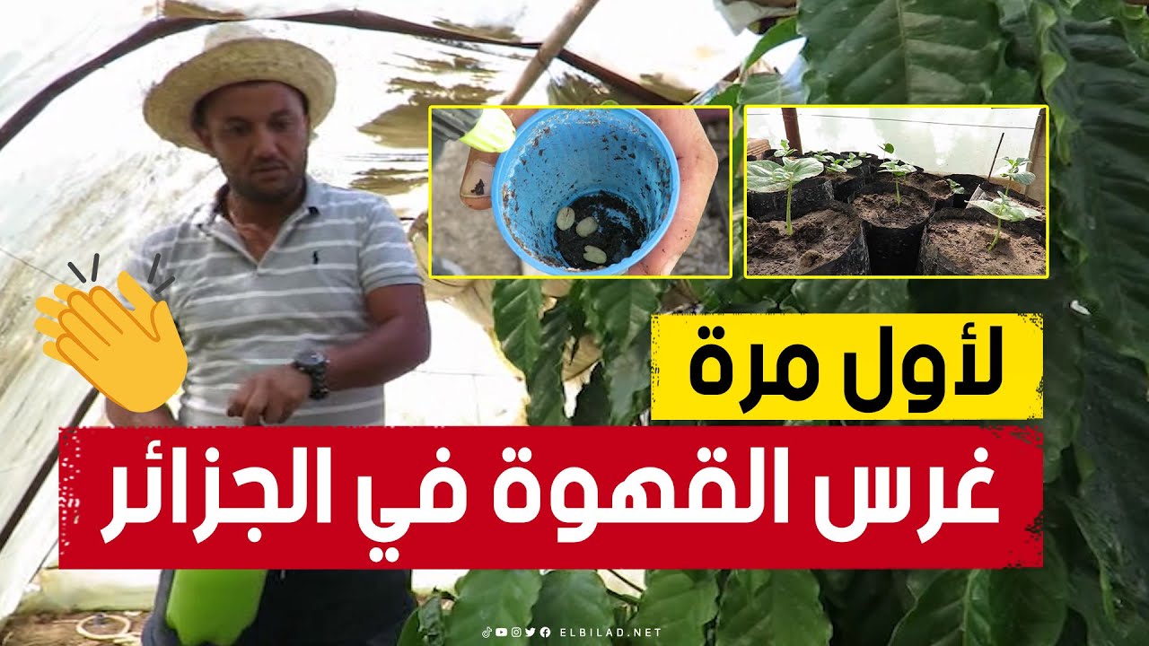 هكذا استطاع الشاب عبد الوهاب النجاح في زراعة البن لأول مرة في الجزائر بولاية الشلف