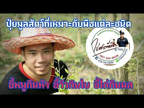 วีดีโอ: ปุ๋ยคอกชนิดใดดีที่สุดสำหรับพืช?