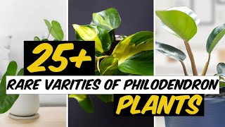 27 Rare Varieties Of Philodendron Plants  The Planet Of Greens