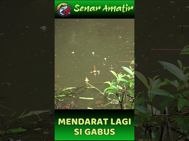 SUIP TENAN, MENDARAT LAGI SI GABUS BABON | SENAR AMATIR #SHORT class=