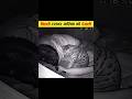 😱Billi ka secret 😿🧐 #shorts #ytshorts #cat #secret #viralshorts #trendingshorts #youtubeshorts