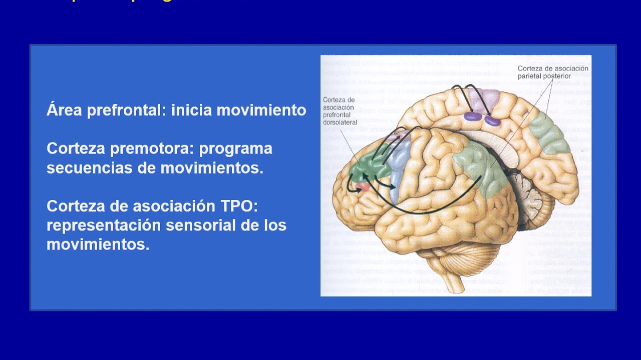 Clase de Neuropsicologia: las apraxias - YouTube