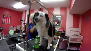 Pawfinity Grooming Salon Tour 2019 Highlights