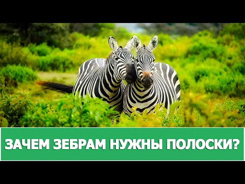 ЗАЧЕМ ЗЕБРАМ НУЖНЫ ПОЛОСКИ?