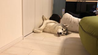 Siberian husky who is like a pillow for his brother