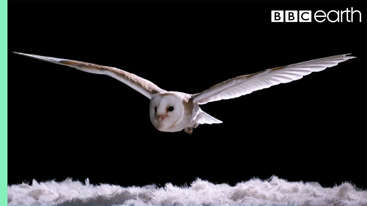 Experiment! How Does An Owl Fly So Silently? | Super Powered Owls ...