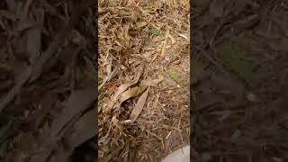 Cara Bikin Hay Untuk Pakan Kambingdombasapi