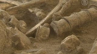 Во Франции нашли 200-тысячелетний скелет мамонта