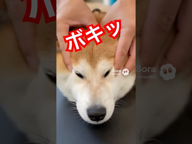 しば犬にボキボキ整体#asmr#しば犬#癒し