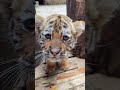 Adorable Tiger Cub and Animal Kindergarten Daily Highlights