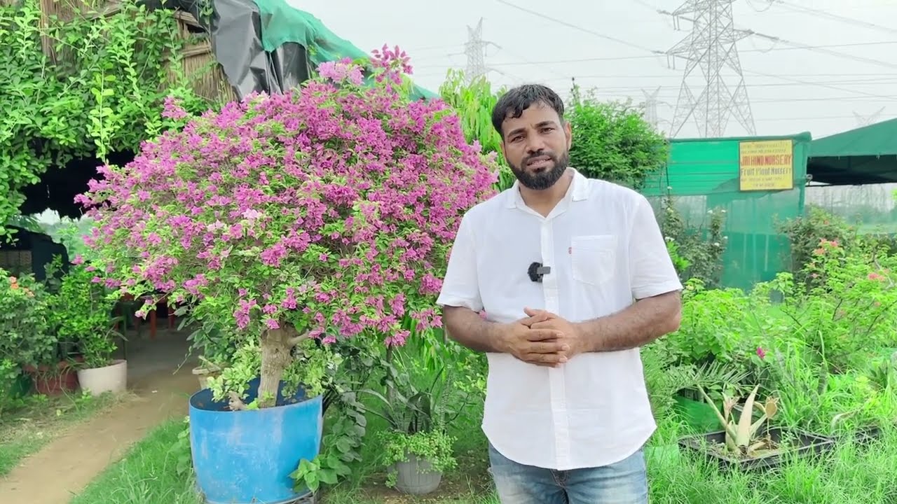 Phese plants are available now जुलाई से नवंबर तक ये पौधे लगाए। 🌱🪴@Jaihindnursery