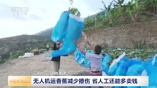 [中国三农报道]人勤春早 农事启新 云南元江 无人机运香蕉减少擦伤 省人工还能多卖钱 | 农业致富经 Agriculture And Farming