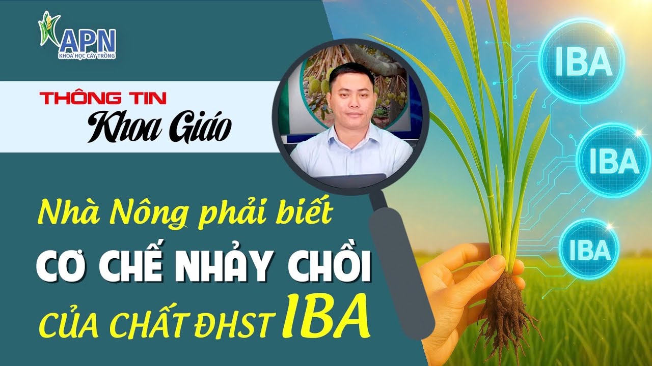 APN - CƠ CHẾ NHẢY CHỒI CỦA CHẤT ĐIỀU HOÀ SINH TRƯỞNG IBA TRÊN RUỘNG LÚA