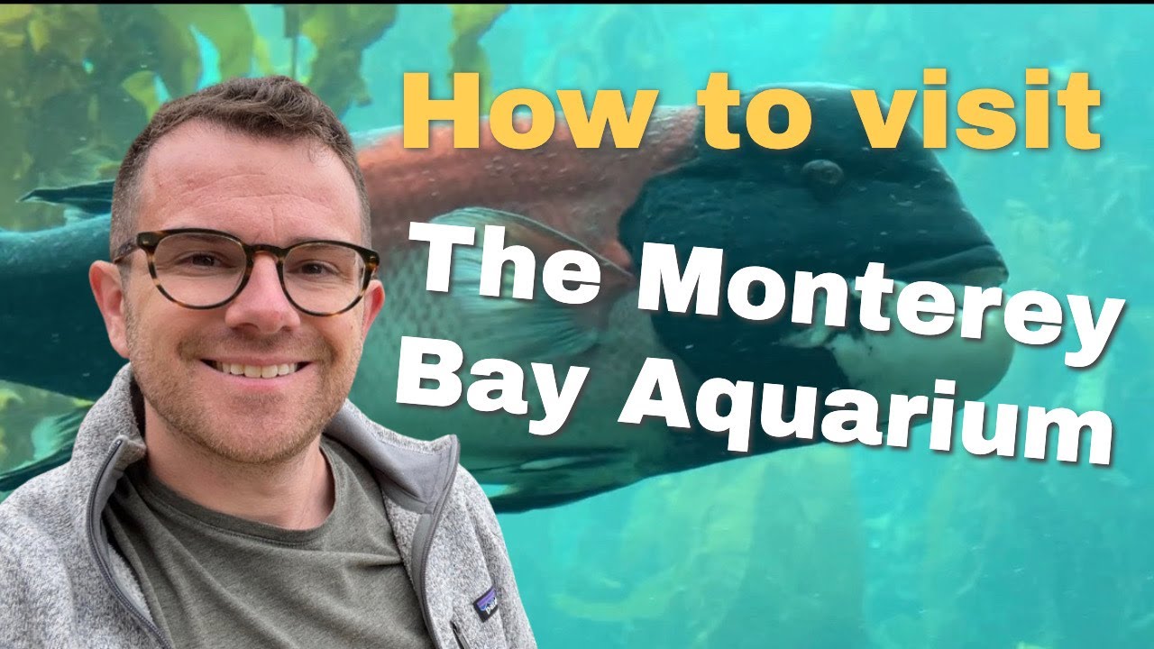 What to see at the Monterey Bay Aquarium YouTube