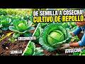 🥬 De Semilla a Cosecha: Cultivo de Repollo #agricultura #siembra