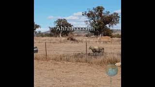 Sheep vs bucket, and bucket win #shorts #world #nature #wildlife