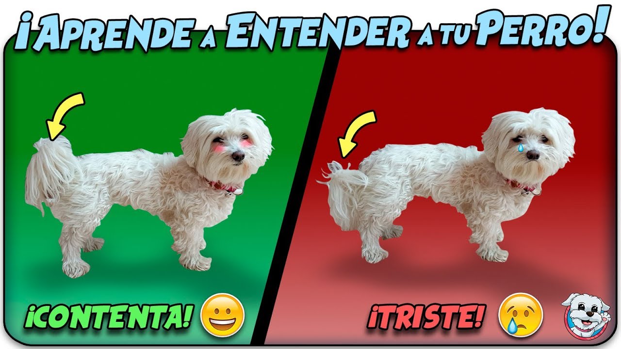 Aprende a Entender a tu Perro! ✏️🐶Anima Dogs para niñas fáciles