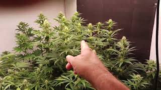 Last Seed Contest Pick A Number 1-200