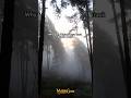 Why Does Bigfoot Leave Track But No Body? #shorts #viral #shortvideo