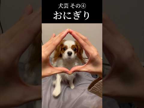 犬芸四連発 #shorts