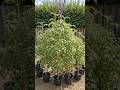 Backyard Tomato Tower: The Circle That Turned Into a Harvest #garden