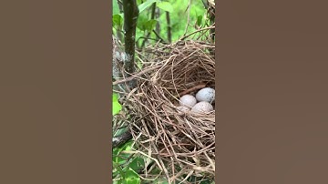 Incubating - Day 11 - Long tailed shrike