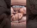 From Conception to Birth: The 9-Month Miracle Explained#shorts #concepcion #fertilizationprocess