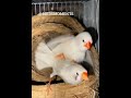 White Zebra Finch White Zebra Finch