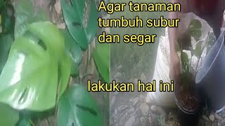 Cara menanam & merawat bunga janda bolong yg benar
