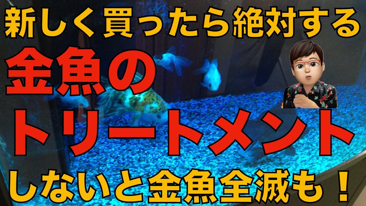 【超重要】実施しないと全滅も！金魚のトリートメントとは？目的や効果、方法を紹介