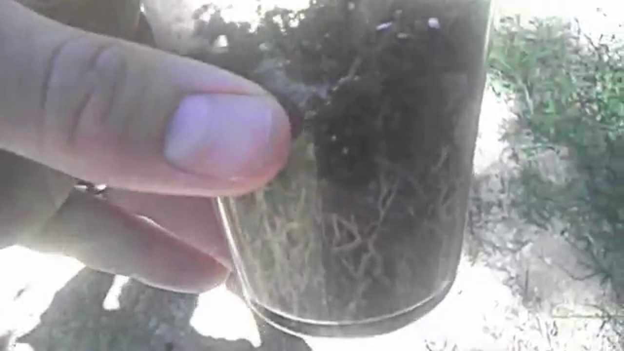 Tomato Root System in Jiffy Pellet YouTube