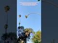 This Worker Climbed Higher Than Most People Dare #funny #workers