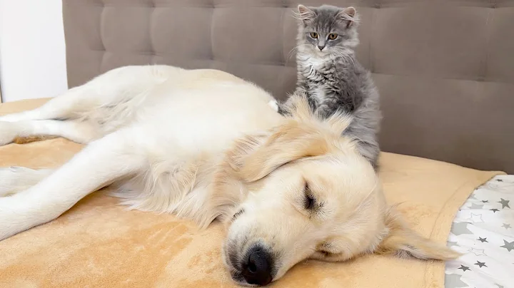Watch the video about How a Funny Kitten Wakes a Sleeping Golden Retriever