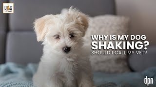 Why Is My Dog Shaking? Should I Call My Vet? | Dr. Nancy Reese Deep Dive