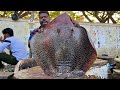 KASIMEDU 🔥 SPEED SELVAM | 41 KG GIANT DOT STINGRAY FISH CUTTING VIDEO | IN KASIMEDU | FF CUTTING 🔪