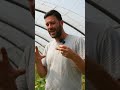 come eliminare la #tutaabsoluta dall'#orto per avere #pomodori perfetti #mattthefarmer #trattamento