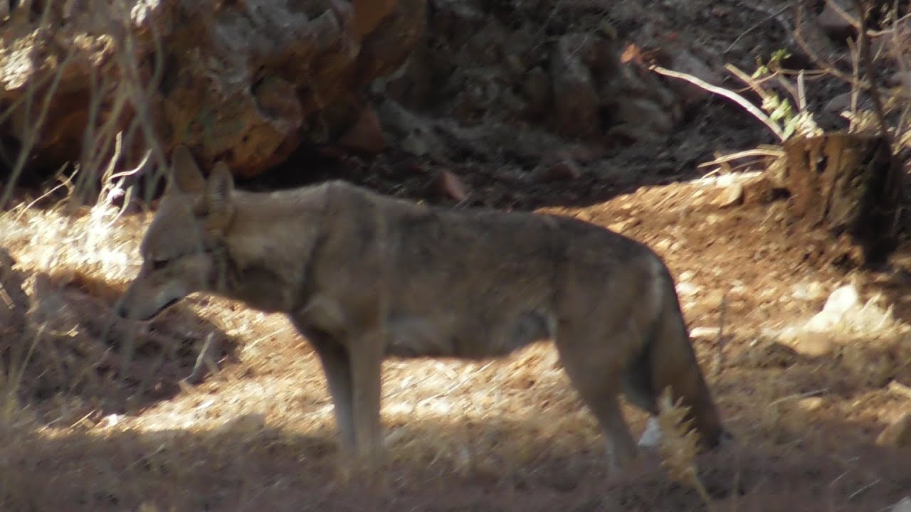 Горная прогулка. Встреча с волком. Лисы.