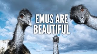 Emus Are Beautiful