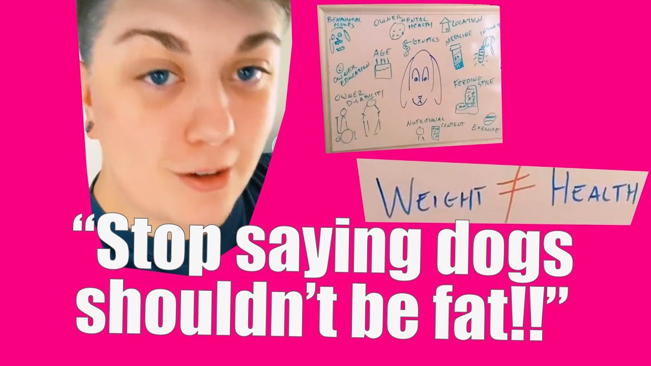 «Фатфобия у собак — ОГРОМНАЯ проблема в собачьем сообществе!»