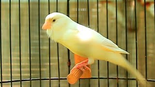 Canary Bird Singing for Training and Mating  Powerful Natural Canary Song 80 screenshot 2