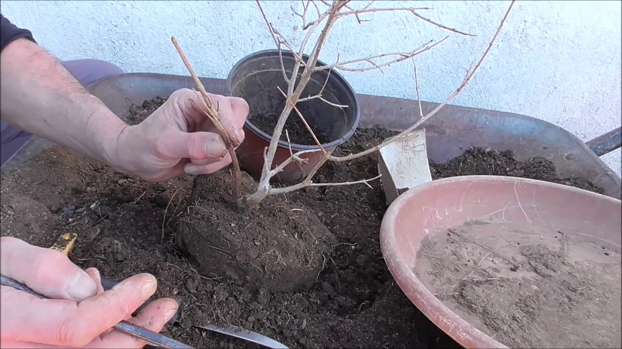Granatum púnica esqueje trasplante 28 01 2019